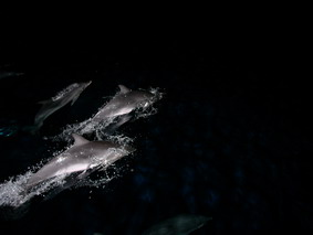[L1040793+dauphins+nuit.jpg]