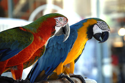[macaws.jpg]