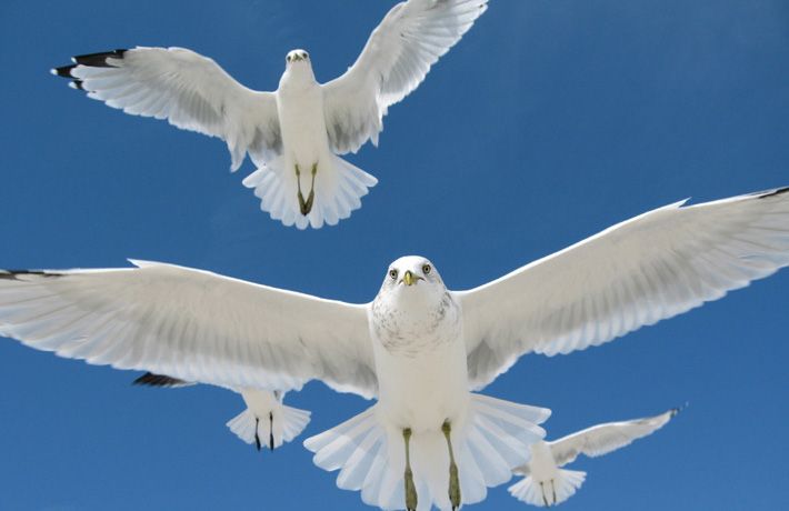 [A+Flock+of+seagulls.jpg]