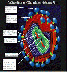 Bagaimana Struktur HIV?