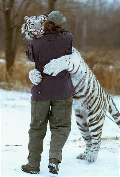 [tiger+hug.bmp]