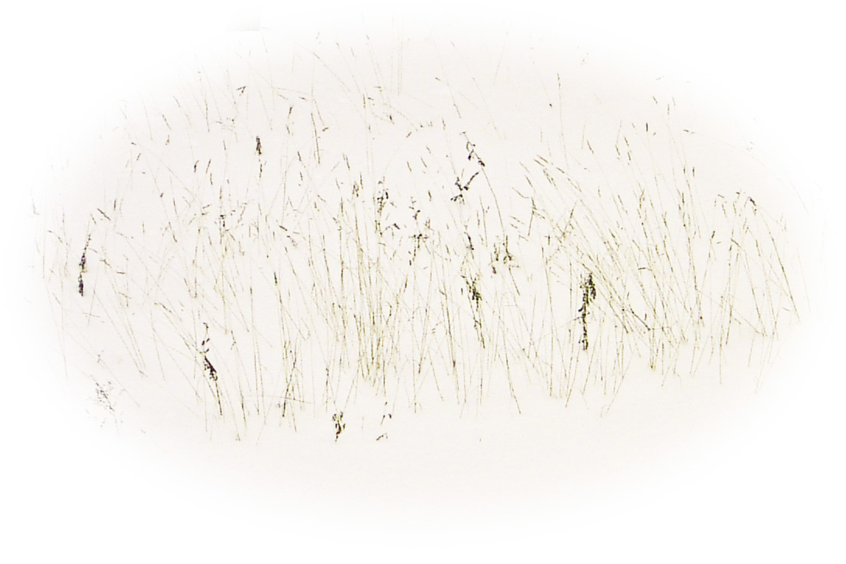 [wintergrass2ws.jpg]