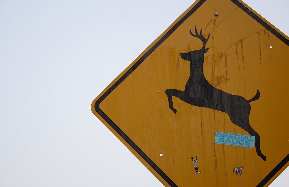 [flying+deer+sign.jpg]