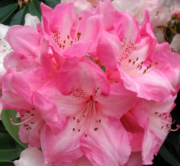 [pink-white-rhododendron.jpg]