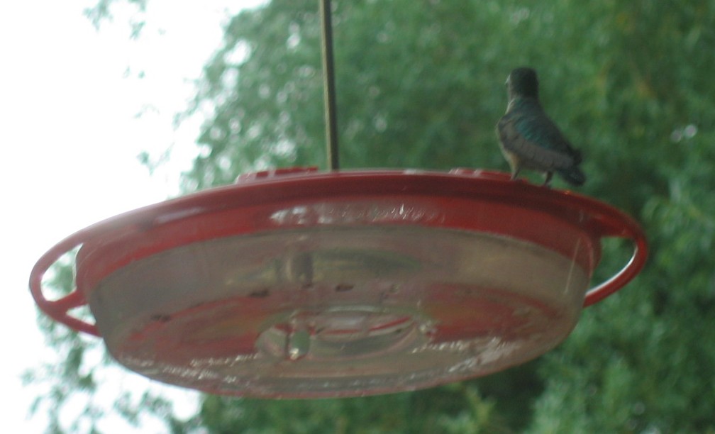 [Hummingbird+at+feeder+6-22-08.JPG]