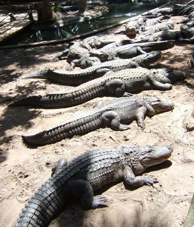 [AlligatorsinaRow1.jpg]