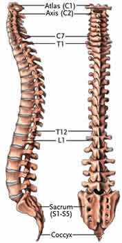 [spinal_anatomy_05.jpg]