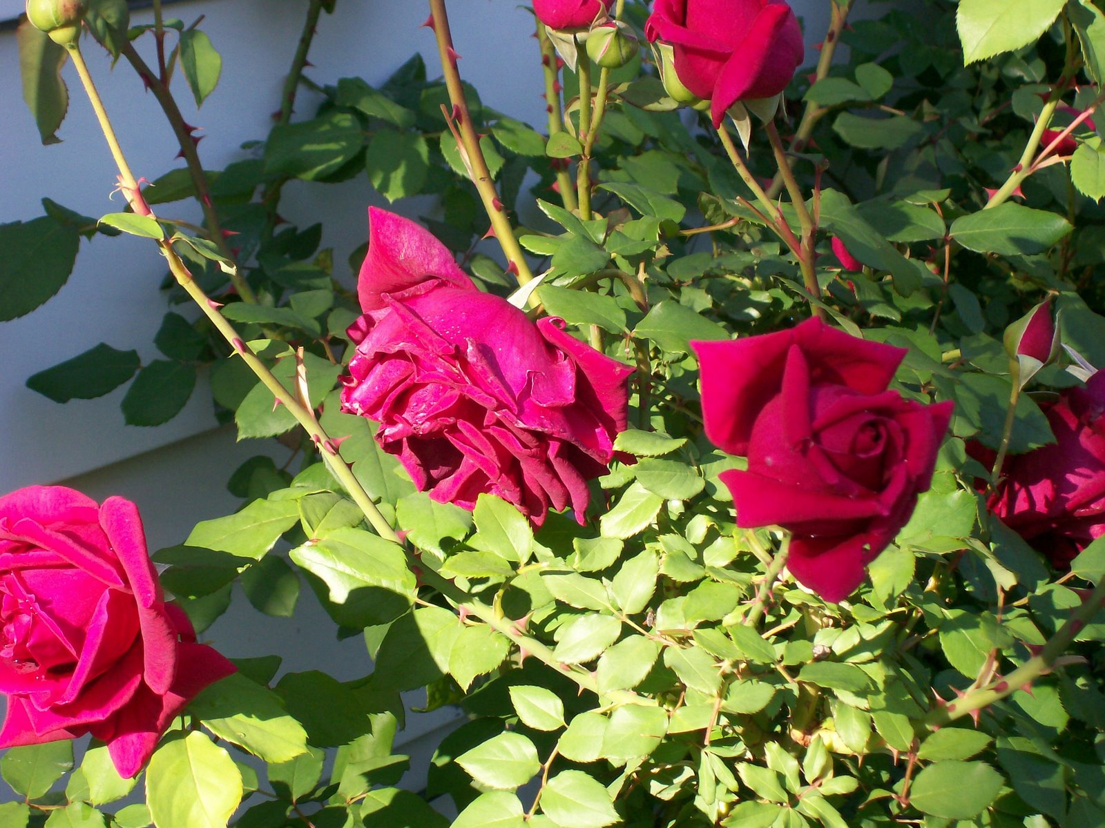 [rosebush2007.jpg]