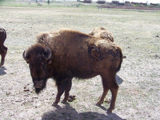 [bison+2.JPG]