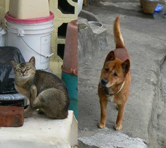 [cat&dog.jpg]