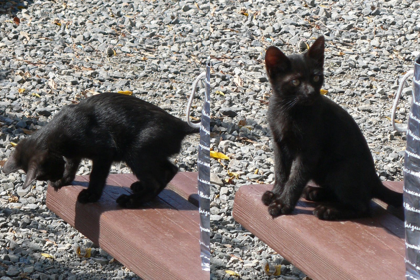 [black+cat.jpg]