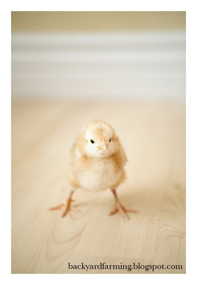 [baby+chicks03.jpg]