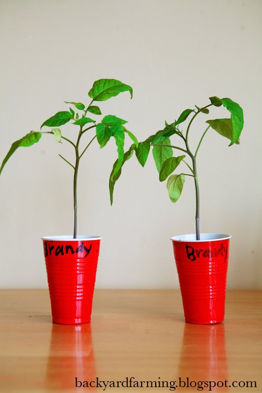 [two+brandywine+tomato+plants.jpg]