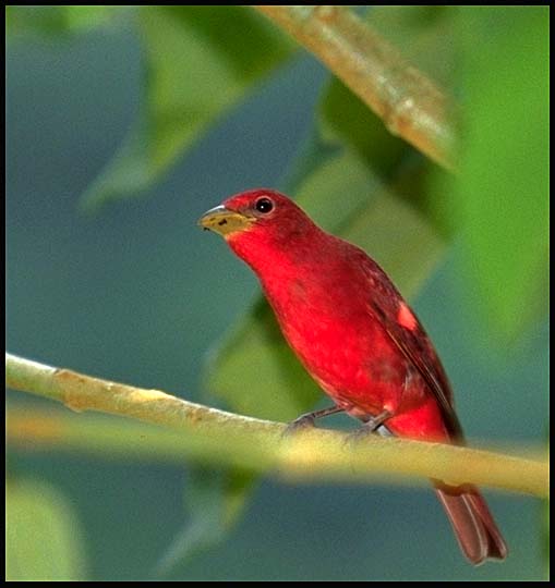 [arenal-red-bird.jpg]