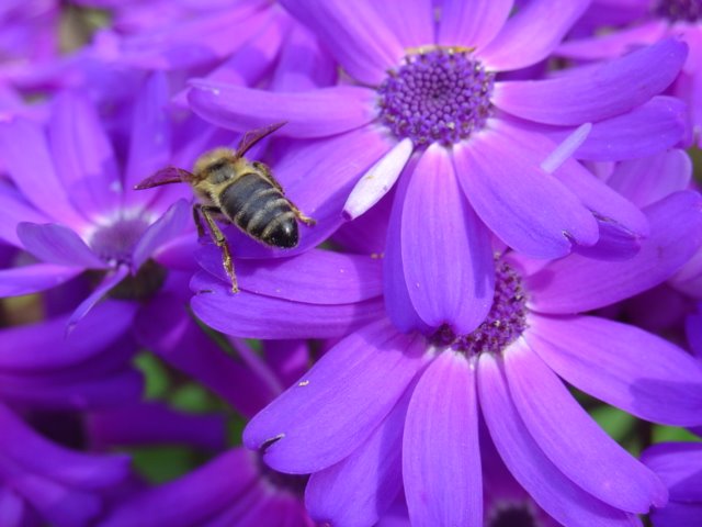 [Flor+e+abelha.jpg]