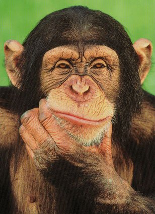 [Chimpanzee--C11768045.jpeg]