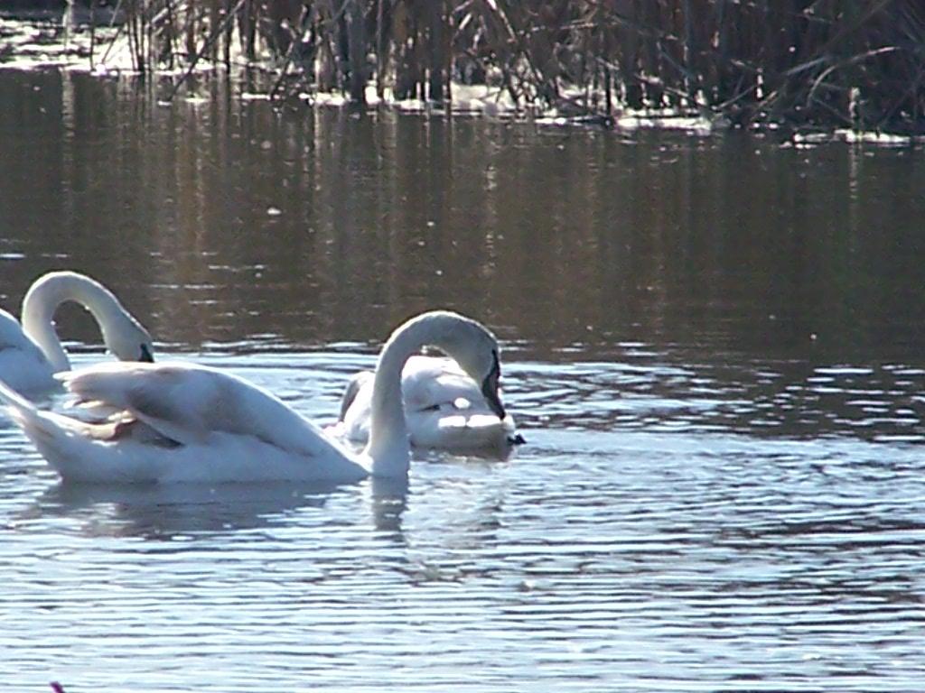 [swan+couple.jpg]