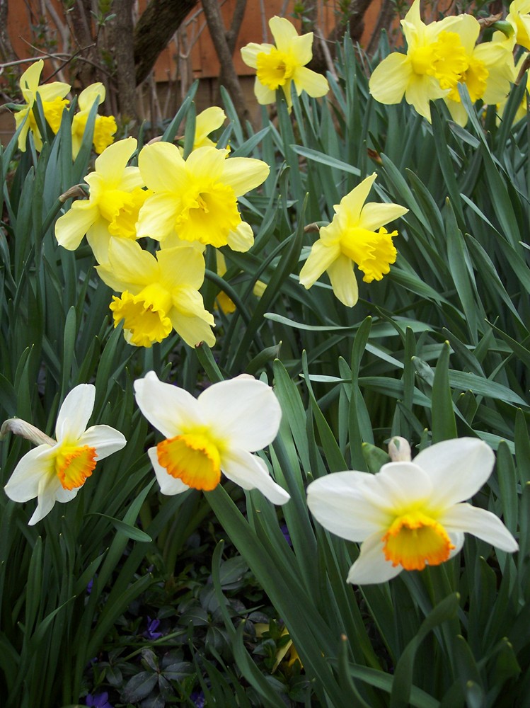[daffodils1.jpg]