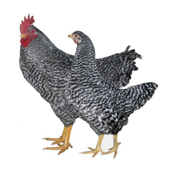 [barred+rock+chickens]