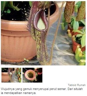 [2008-04-21+nepenthes+sibuas.jpg]