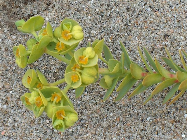 [Morganheira-das-praias+(Euphorbia+paralias)+a).jpg]