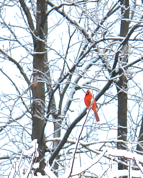[omen+cardinal-winter+tree.jpg]
