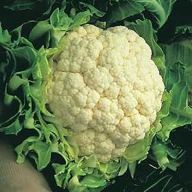 [cauliflower.jpg]