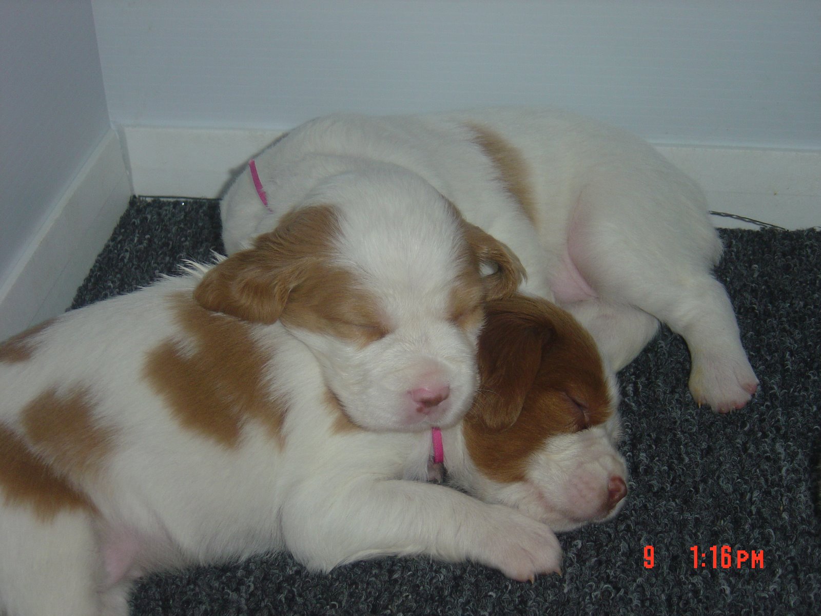 [Tessa+Puppies+03-02-08+-03-09-02+048.jpg]