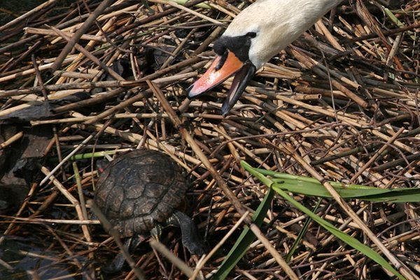 Una tartaruga d'acqua esotica (Trachemys scripta) viene scacciata dal nido