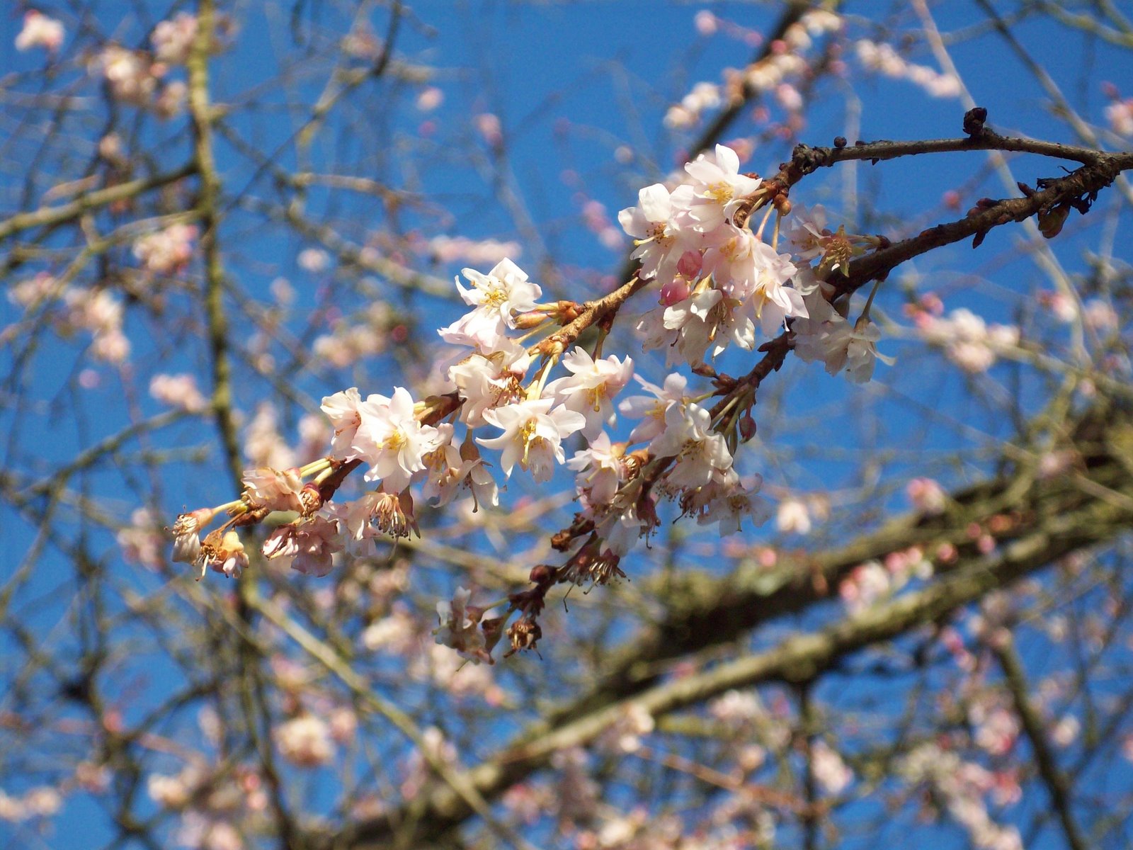 [Pretty+blossoms.JPG]