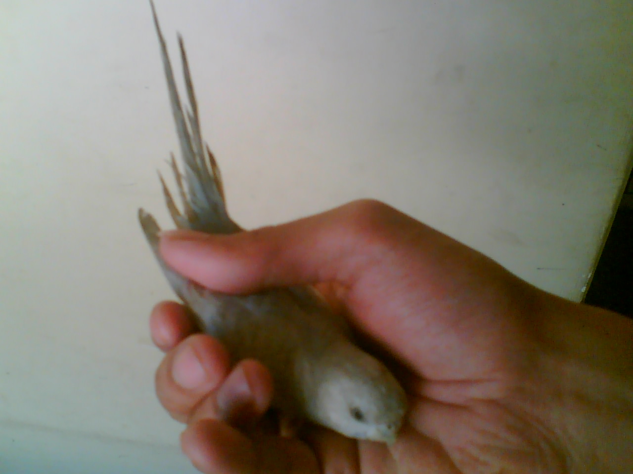 [Found+a+Love-Bird!+Shall+I+let+him+Free+or+give+it+to+a+Pet-Shop!+2.jpg]