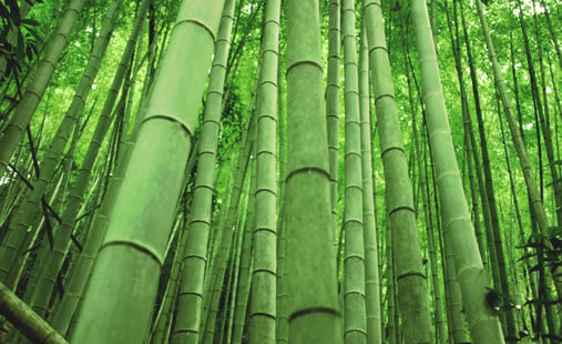 [bamboo+2.jpg]