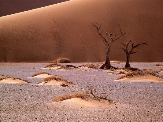 [ALBERI+secchi+dune.jpg]