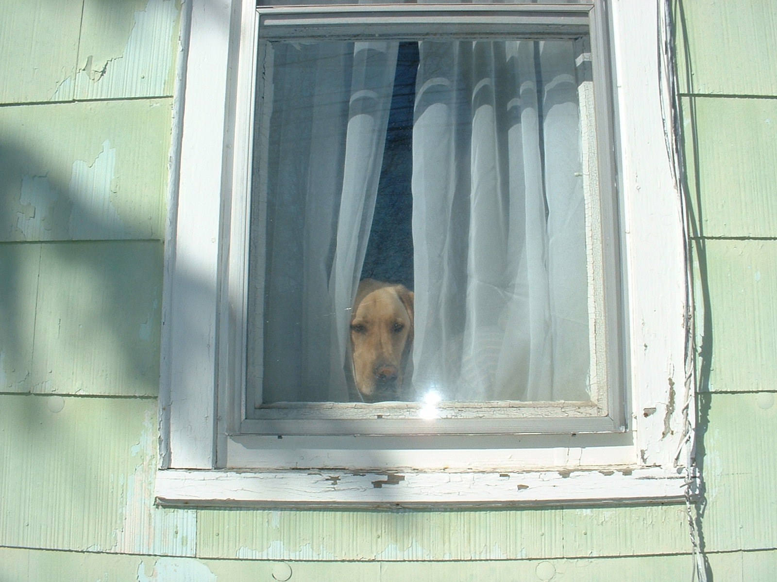 [doggie+in+window.JPG]