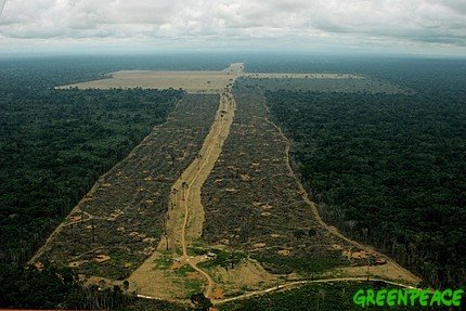 [deforestacion.jpg]