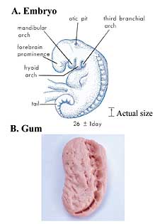 [embryo-gum.jpg]