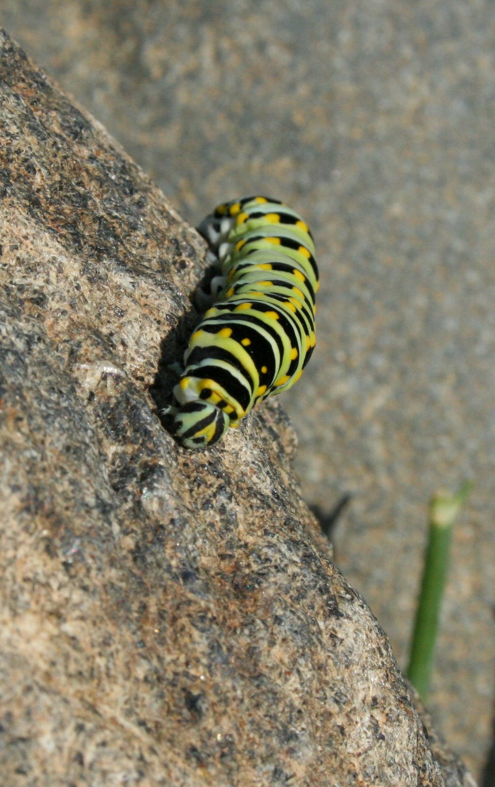 [Caterpillar2.jpg]