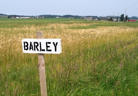 [barley.JPG]