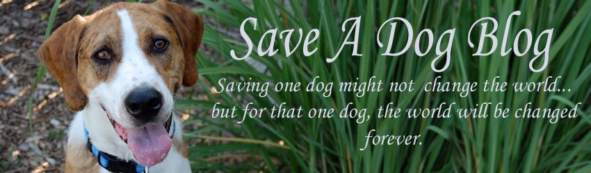 Save A Dog Blog