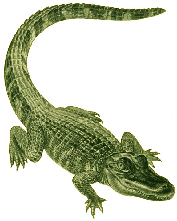 [alligator%2001.jpg]