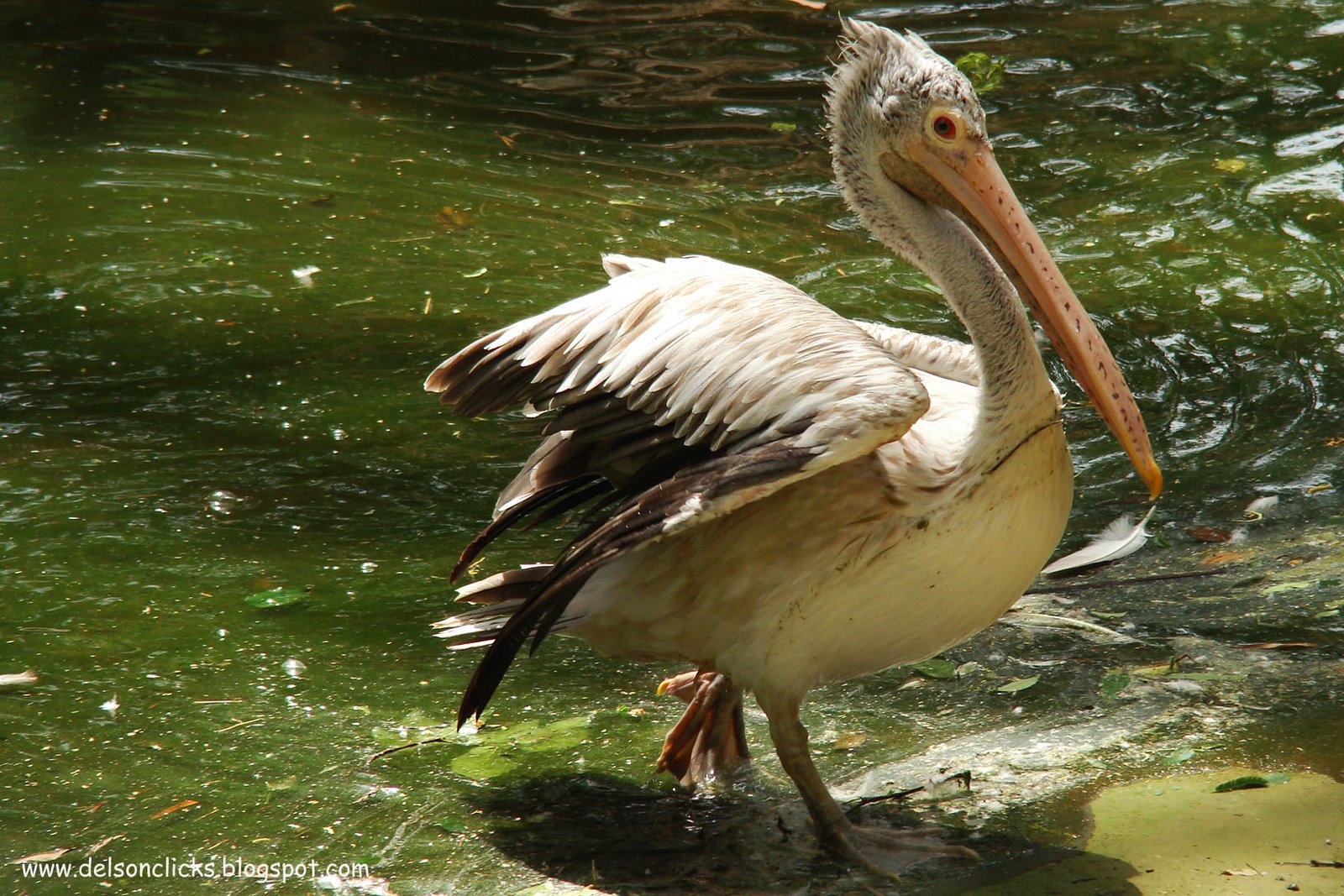 [spot+billed+pelican.jpg]