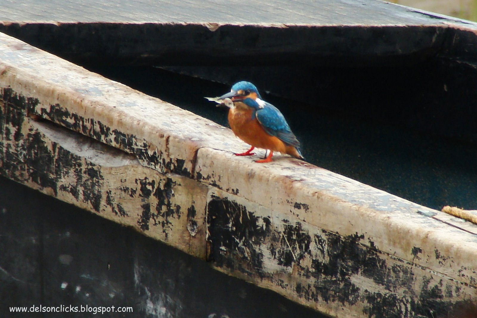 [small+blue+kingfisher+with+Prey.jpg]