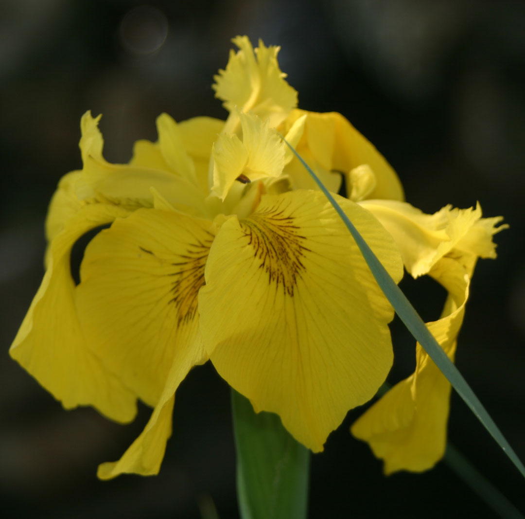 [yellowflaglily.jpg]