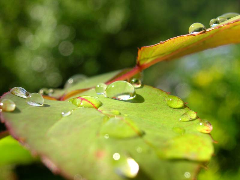 [rain+drops+on+leaf.jpg]