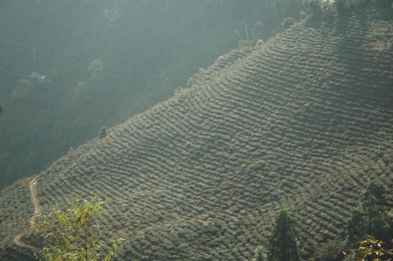 [800px-Darjeeling_Tea_Plantation%2C_India.jpg]