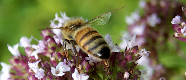 [honeybee.jpg]