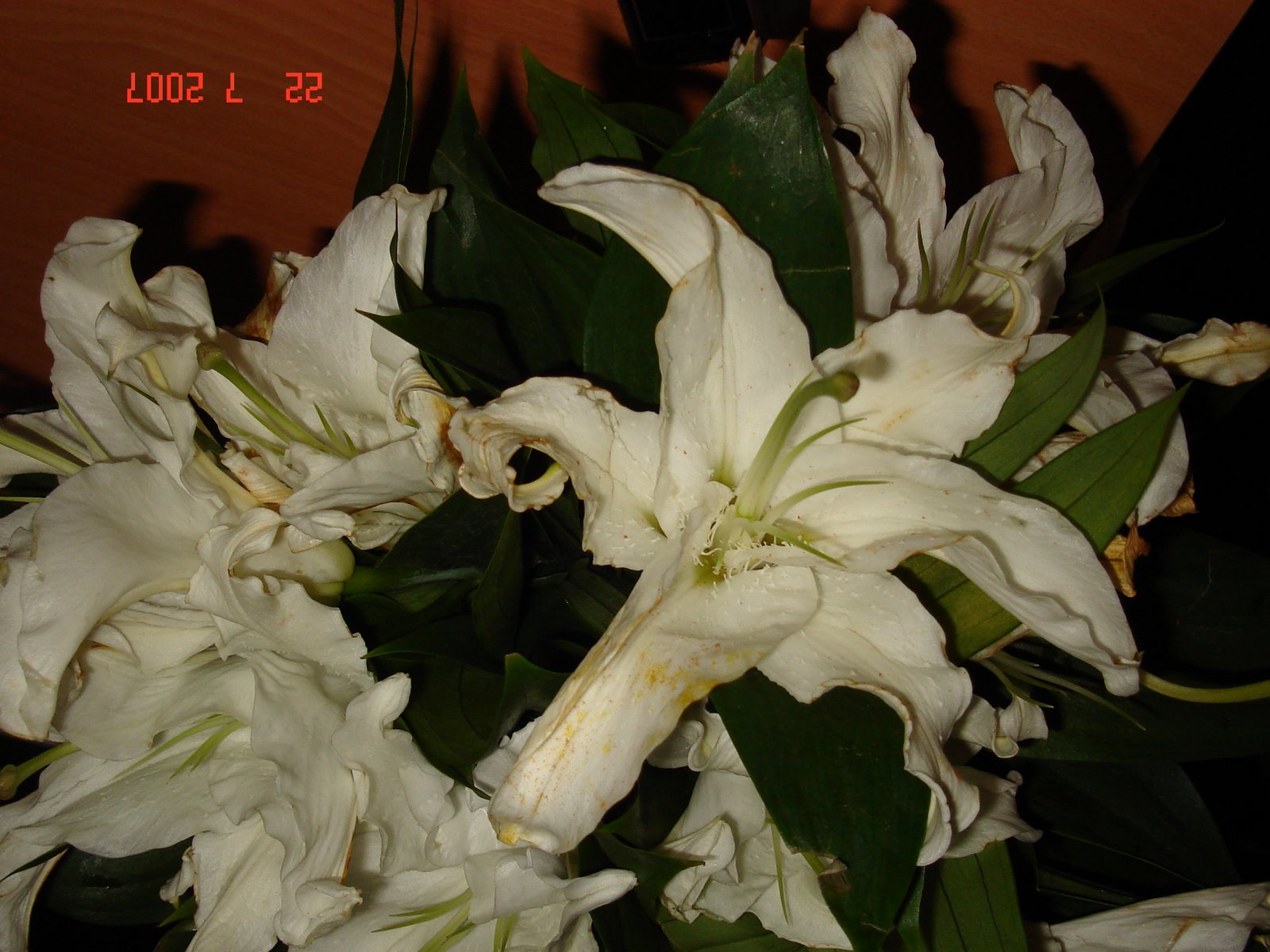 [lilies.jpg]
