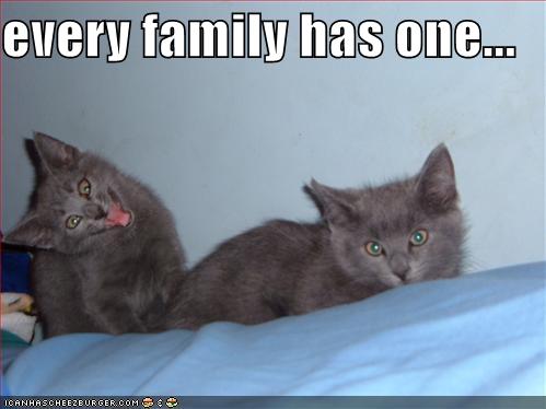 [funny-pictures-grey-kittens-crazy-face-family.jpg]