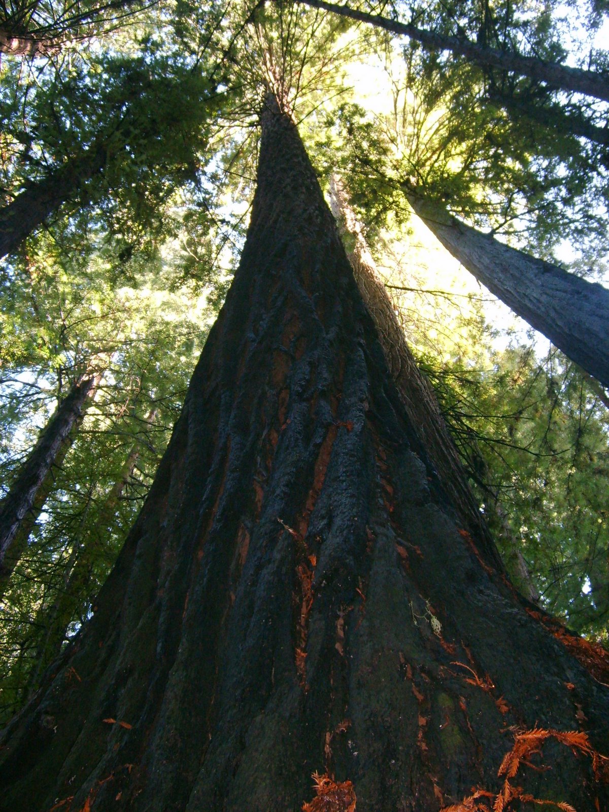 [1_Redwood_Forest05.jpg]