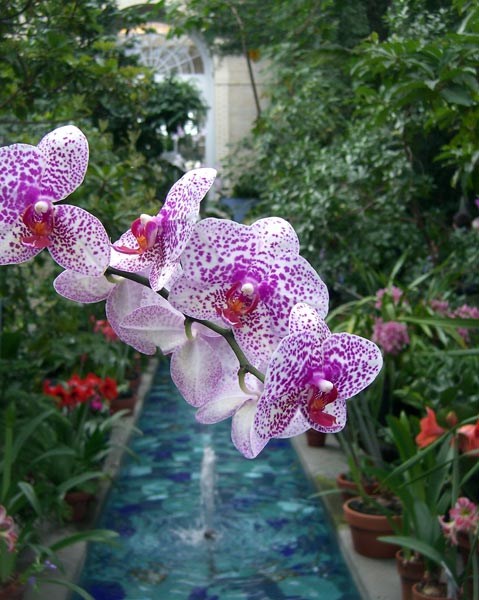[orchid-blue-water.jpg]